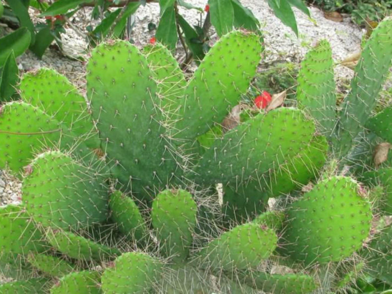 Consolea millspaughii subsp. corallicola (Florida Semaphore Cactus) aka Consolea corallicola