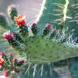 Consolea corallicola (Florida Semaphore Cactus)