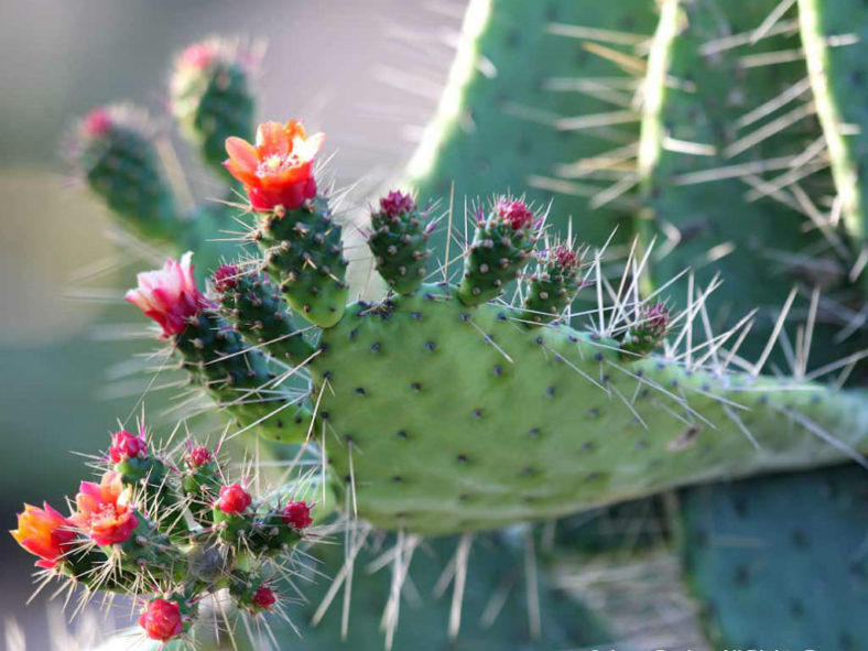 Consolea millspaughii subsp. corallicola (Florida Semaphore Cactus) aka Consolea corallicola