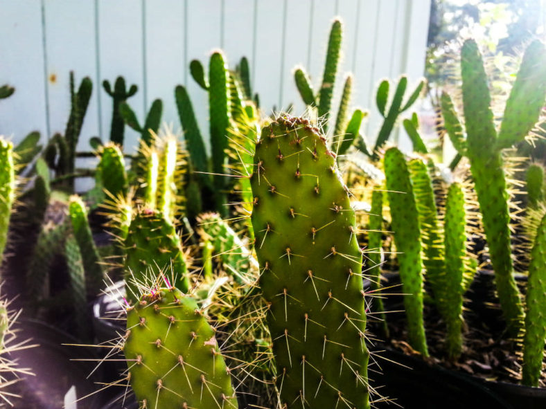 Consolea millspaughii subsp. corallicola (Florida Semaphore Cactus) aka Consolea corallicola