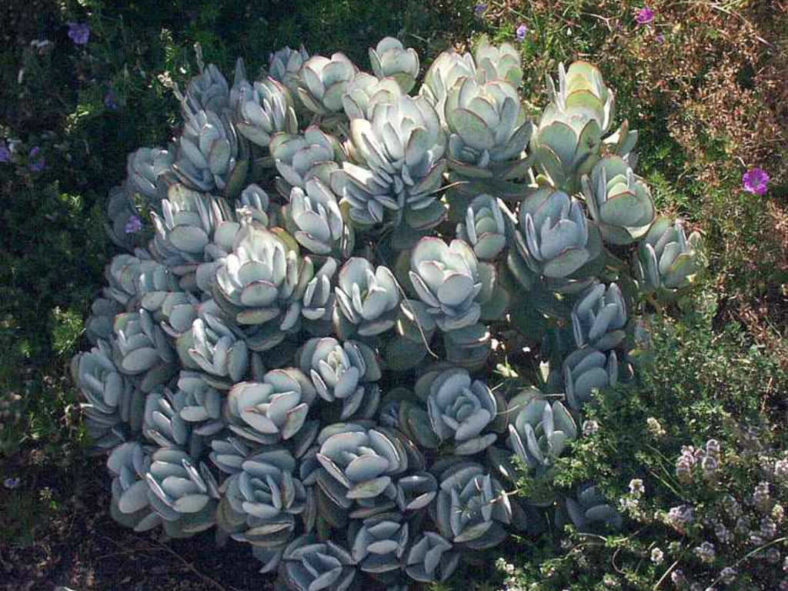 Cotyledon orbiculata 'Cinderella' - Pig's Ear