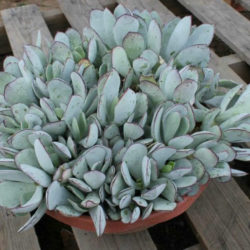 Cotyledon orbiculata 'Cinderella' - Pig's Ear