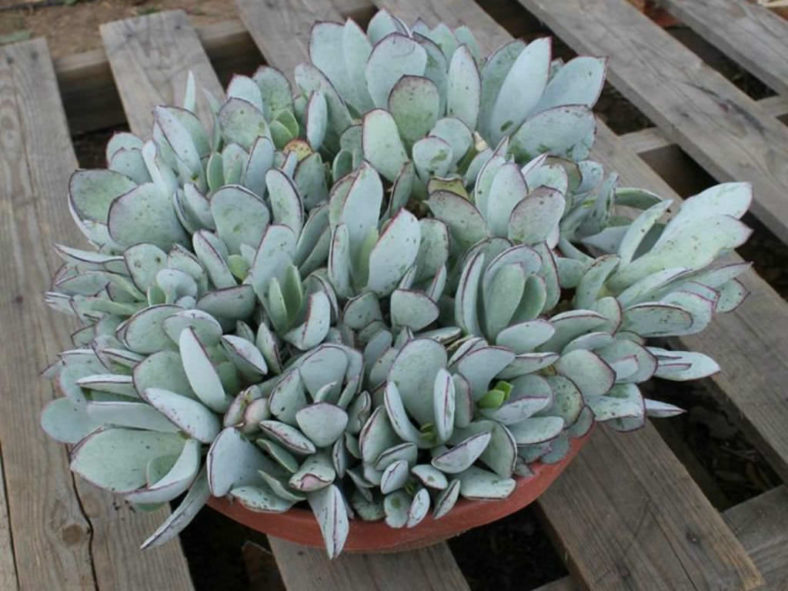 Cotyledon orbiculata 'Cinderella' - Pig's Ear