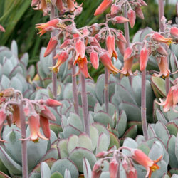 Cotyledon orbiculata 'Cinderella' - Pig's Ear