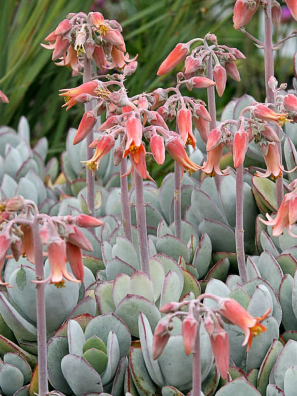 Cotyledon orbiculata 'Cinderella' - Pig's Ear