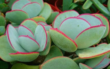 Cotyledon orbiculata 'Hakubi' – Pig's Ears Cotyledon orbiculata 'Hakubi' - Pig's Ears