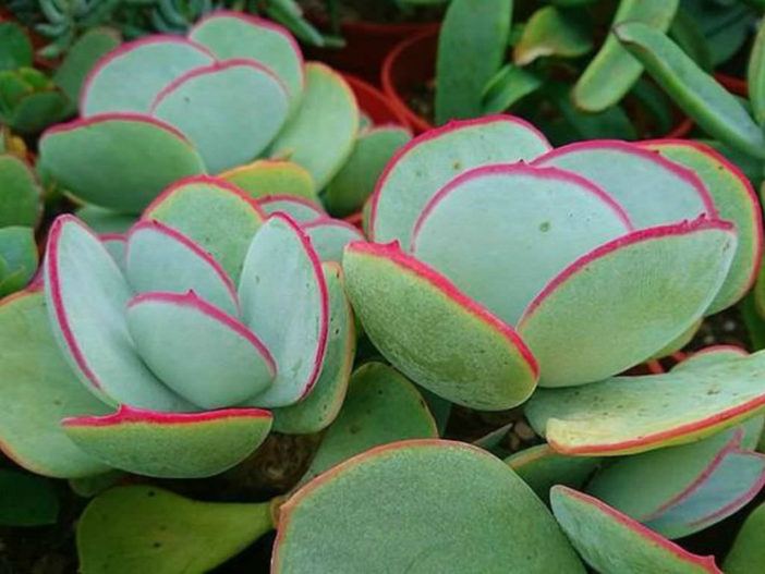 Cotyledon orbiculata 'Hakubi' - Pig's Ears