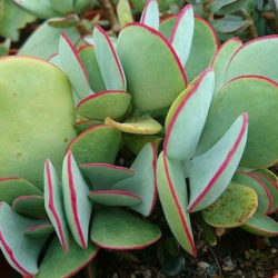 Cotyledon orbiculata 'Hakubi' - Pig's Ears