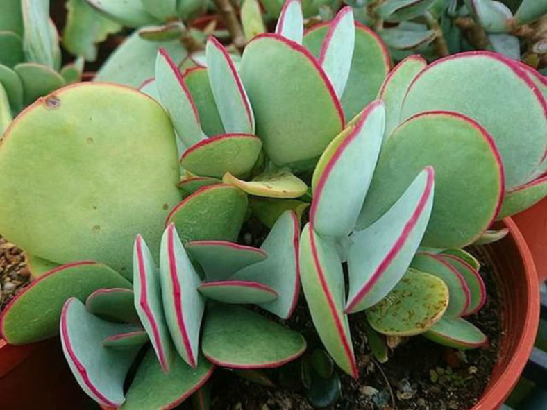 Cotyledon orbiculata 'Hakubi' - Pig's Ears