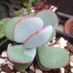 Cotyledon orbiculata 'Hakubi' - Pig's Ears