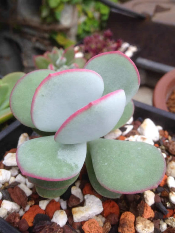 Cotyledon orbiculata 'Hakubi' - Pig's Ears