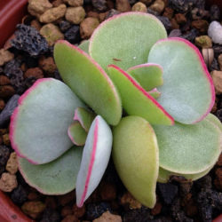 Cotyledon orbiculata 'Hakubi' - Pig's Ears