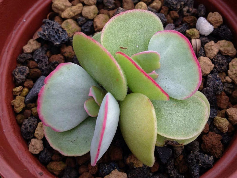 Cotyledon orbiculata 'Hakubi' - Pig's Ears