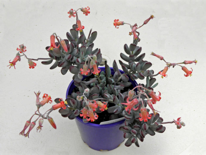 Cotyledon orbiculata 'Oophylla' - Lady Fingers