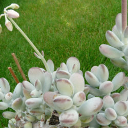 Cotyledon orbiculata 'Oophylla' - Lady Fingers