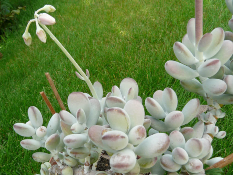 Cotyledon orbiculata 'Oophylla' - Lady Fingers
