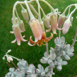 Cotyledon orbiculata 'Oophylla' - Lady Fingers