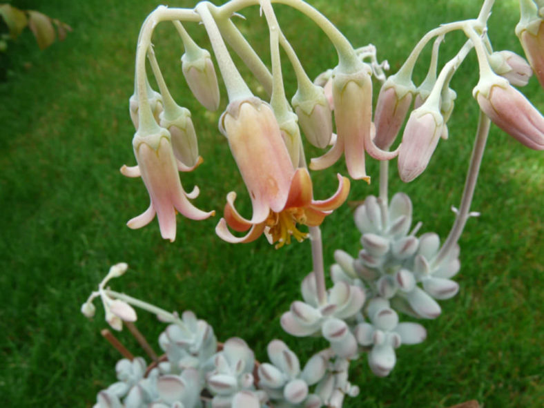 Cotyledon orbiculata 'Oophylla' - Lady Fingers