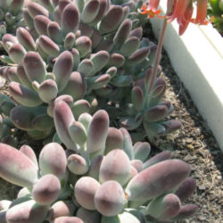 Cotyledon orbiculata 'Oophylla' - Lady Fingers