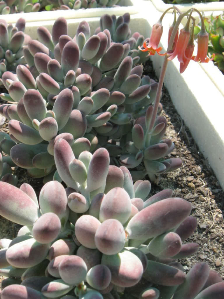 Cotyledon Orbiculata Oophylla Lady Fingers World Of Succulents