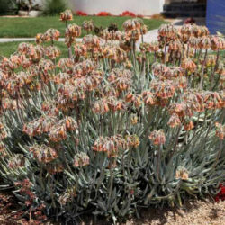 Cotyledon orbiculata var. oblonga 'Flavida' - Finger Aloe