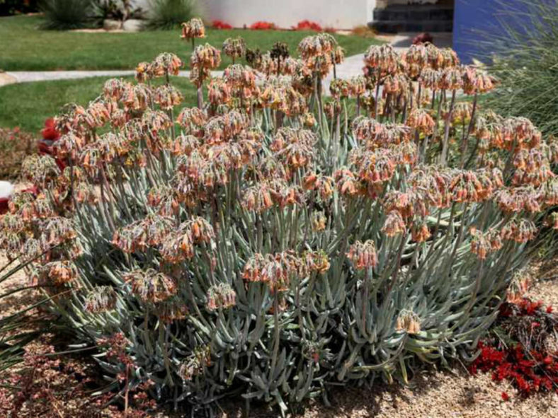 Cotyledon orbiculata var. oblonga 'Grey Sticks' aka Cotyledon orbiculata var. oblonga 'Flavida'