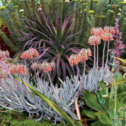 Cotyledon orbiculata var. oblonga 'Flavida' - Finger Aloe