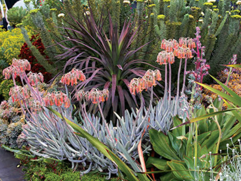 Cotyledon orbiculata var. oblonga 'Grey Sticks' aka Cotyledon orbiculata var. oblonga 'Flavida'