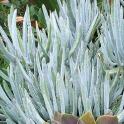 Cotyledon orbiculata var. oblonga 'Flavida' - World of Succulents