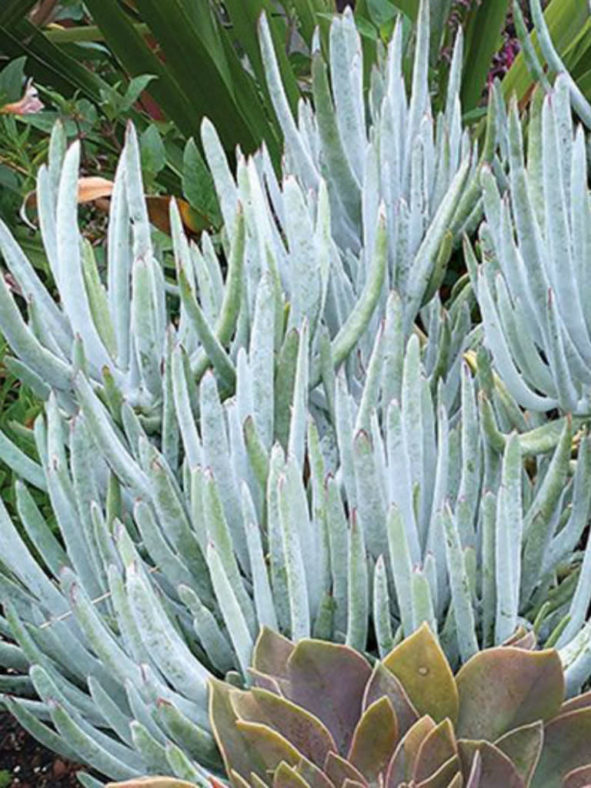Cotyledon orbiculata var. oblonga 'Grey Sticks' aka Cotyledon orbiculata var. oblonga 'Flavida'