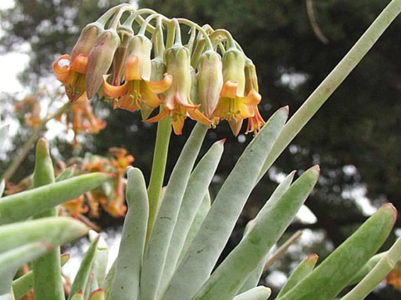 Cotyledon orbiculata var. oblonga 'Flavida' - Finger Aloe