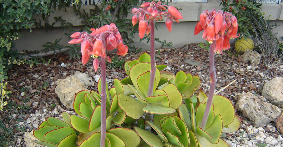 Cotyledon Orbiculata Var Oblonga Macrantha World Of Succulents