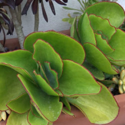 Cotyledon orbiculata var. oblonga 'Macrantha' (Green Pig's Ear)