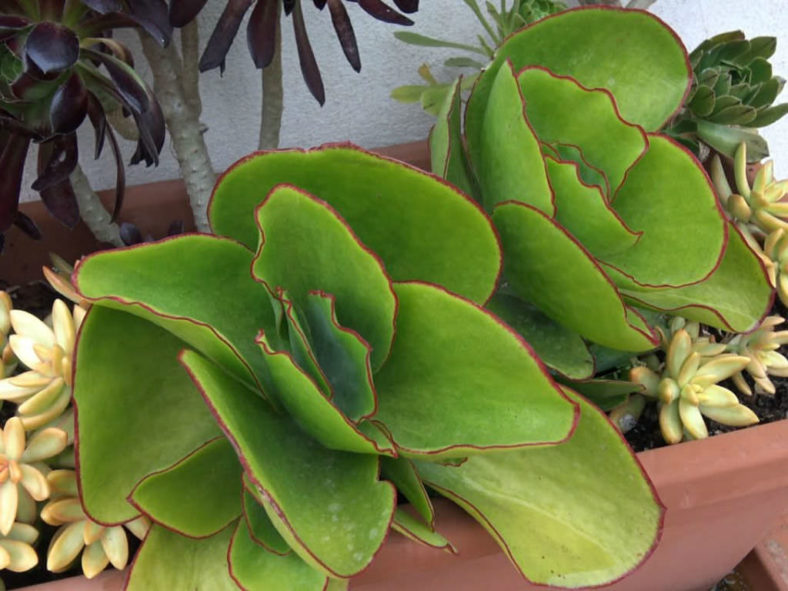 Cotyledon orbiculata var. oblonga 'Macrantha' (Green Pig's Ear)