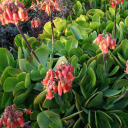 Cotyledon orbiculata var. oblonga 'Macrantha' (Green Pig's Ear)