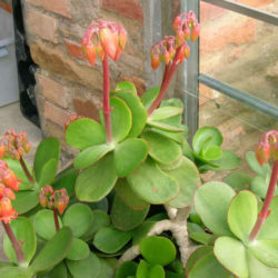 Cotyledon orbiculata var. oblonga 'Macrantha' (Green Pig's Ear)