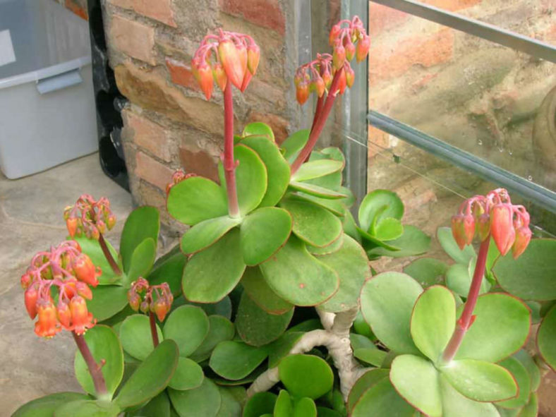 Cotyledon orbiculata var. oblonga 'Macrantha' (Green Pig's Ear)