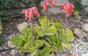 Cotyledon orbiculata var. oblonga 'Macrantha' (Green Pig's Ear) Cotyledon orbiculata var. oblonga 'Macrantha' (Green Pig's Ear)