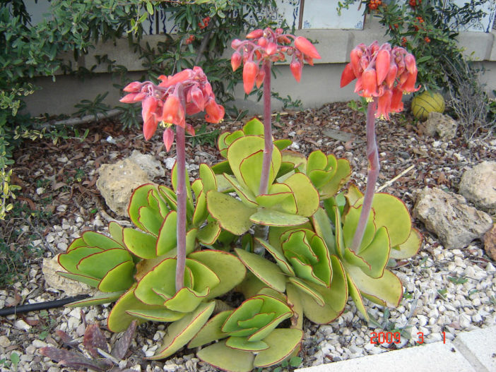 Cotyledon orbiculata var. oblonga 'Macrantha' (Green Pig's Ear)