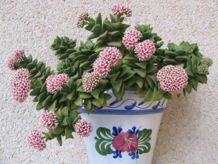 Crassula 'Bride's Bouquet'