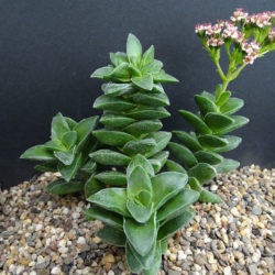 Crassula 'Bride's Bouquet'