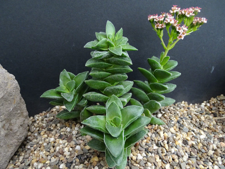 Crassula 'Bride's Bouquet'