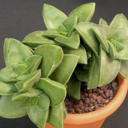 Crassula 'Bride's Bouquet'