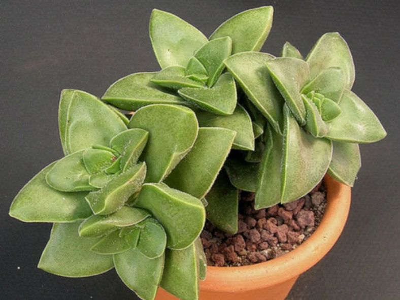 Crassula 'Bride's Bouquet'