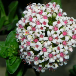 Crassula 'Bride's Bouquet'