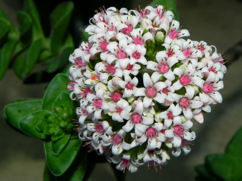 Crassula 'Bride's Bouquet'