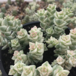Crassula 'Pastel' - Variegated Tom Thumb