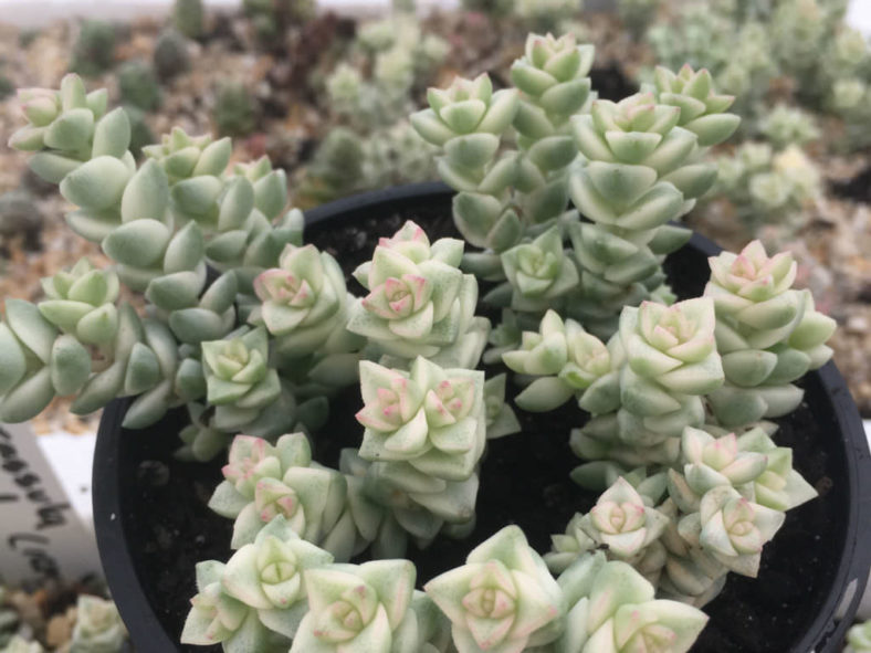 Crassula 'Pastel' - Variegated Tom Thumb