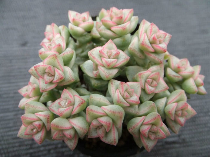 Crassula 'Pastel' - Variegated Tom Thumb