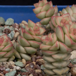 Crassula 'Pastel' - Variegated Tom Thumb
